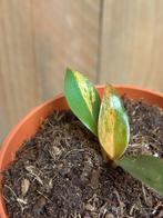 Philodendron imperial red orange oranje salmon variegata, Ophalen of Verzenden, Overige soorten, Minder dan 100 cm