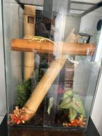Gekko’s met terrarium, Ophalen, Gebruikt, Terrarium of Paludarium
