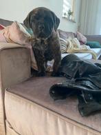 Mooie Boerboel/Stafford pups, Dieren en Toebehoren, Rabiës (hondsdolheid), 8 tot 15 weken, Bulldog, Meerdere