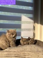 Britse korthaar blauw/grijs, nog 1 beschikbaar., Dieren en Toebehoren, Katten en Kittens | Raskatten | Korthaar, Meerdere dieren