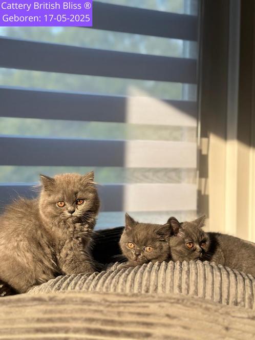 Britse korthaar blauw/grijs, nog 1 beschikbaar., Dieren en Toebehoren, Katten en Kittens | Raskatten | Korthaar, Meerdere dieren