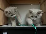 1 Wollige fluffy langharige kittens poes vrouwtjes brits, Poes, Ontwormd, 0 tot 2 jaar