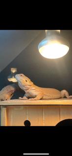 Witblits Baardagaam, Met terra lampen etc, Hagedis, Met terrarium, 0 tot 2 jaar