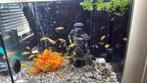 Gezonde en kleurrijke Malawi Cichliden, Dieren en Toebehoren, Vissen | Aquariumvissen, Vis, Zoetwatervis, Schoolvis