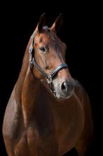 21 jarige merrie Rhodium x Jazz, Dieren en Toebehoren, Paarden, Merrie, Niet van toepassing, 170 tot 175 cm, 11 jaar of ouder