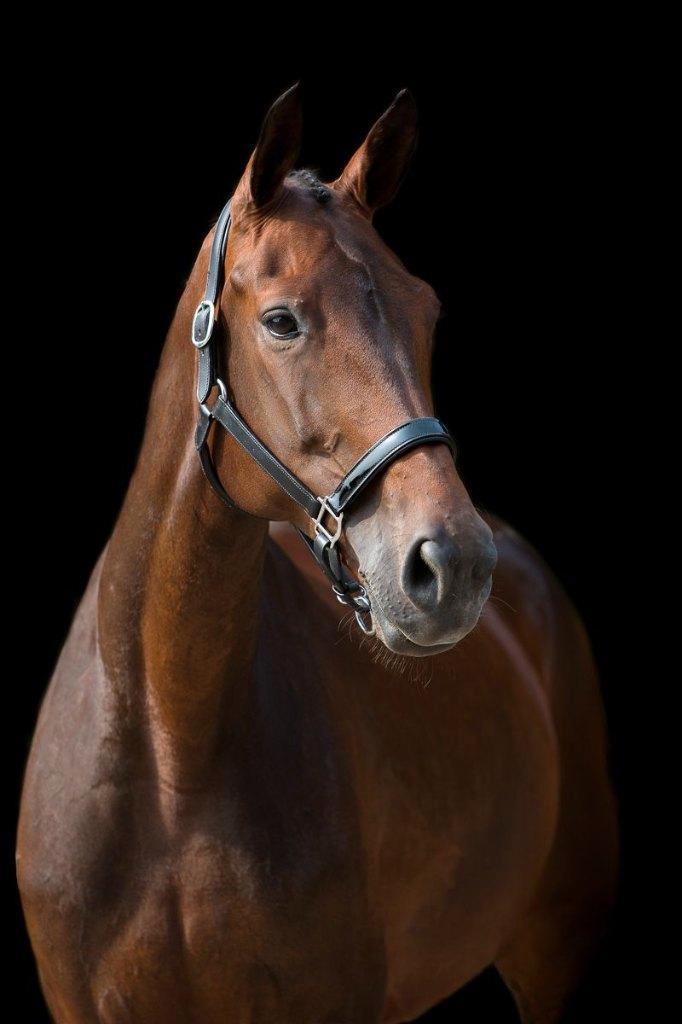 21 jarige merrie Rhodium x Jazz, Dieren en Toebehoren, Paarden, Merrie, Niet van toepassing, 170 tot 175 cm, 11 jaar of ouder