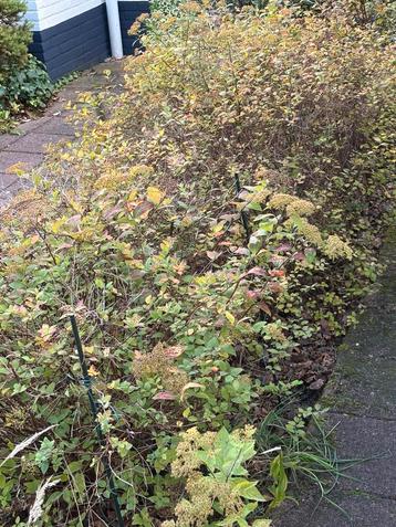 Spireastruiken gratis beschikbaar voor biedingen