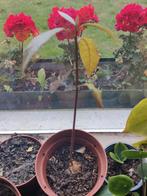 avocado plant/stek, Ophalen, Bloeit niet, Halfschaduw, Overige soorten