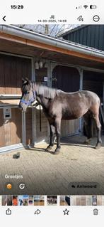 Lieve 5,5-jarige Karakachan merry te koop, Merrie, Minder dan 160 cm, B, Gechipt