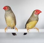 3 binzen alstrilde mannen: 2 roodkop 1 oranjekop, Dieren en Toebehoren, Vogels | Overige Vogels, Mannelijk, Tropenvogel