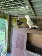 Oud hollandse meeuw, Dieren en Toebehoren, Vogels | Duiven, Mannelijk, Overige soorten
