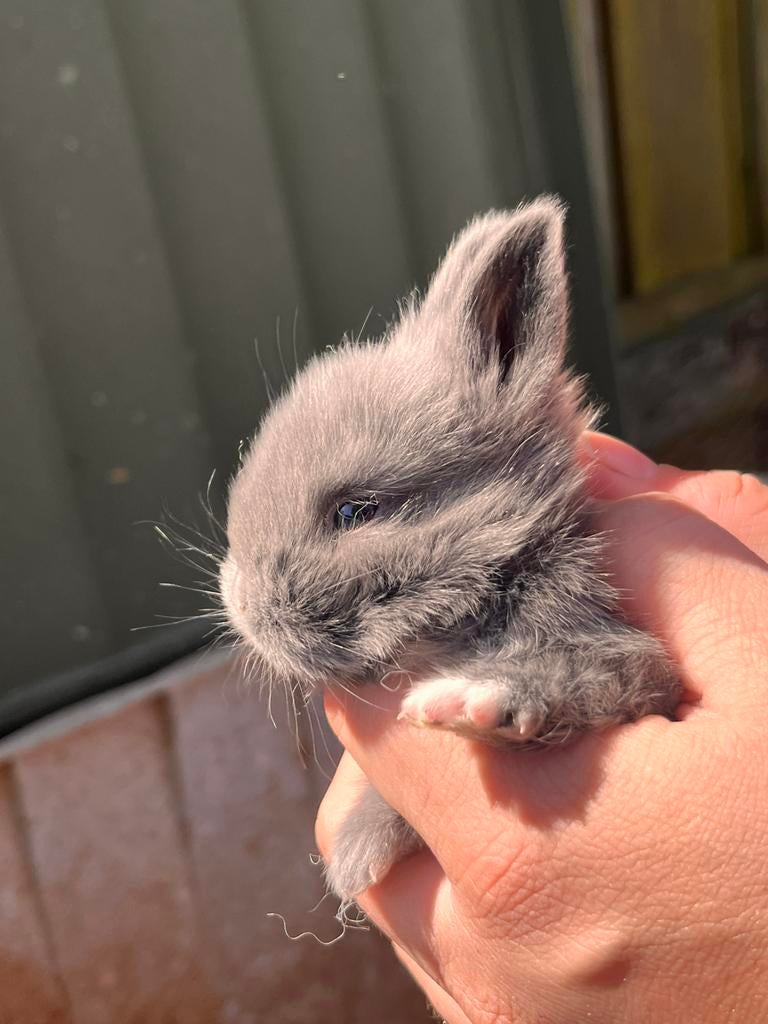 Konijntjes (mogen nu weg), Dieren en Toebehoren, Knaagdieren, April, Meerdere dieren, Overige typen