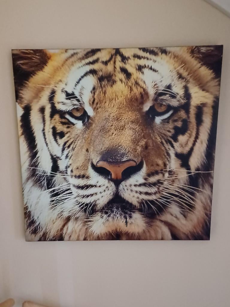 Schilderij tijger, 80x80 cm op canvas, Ophalen