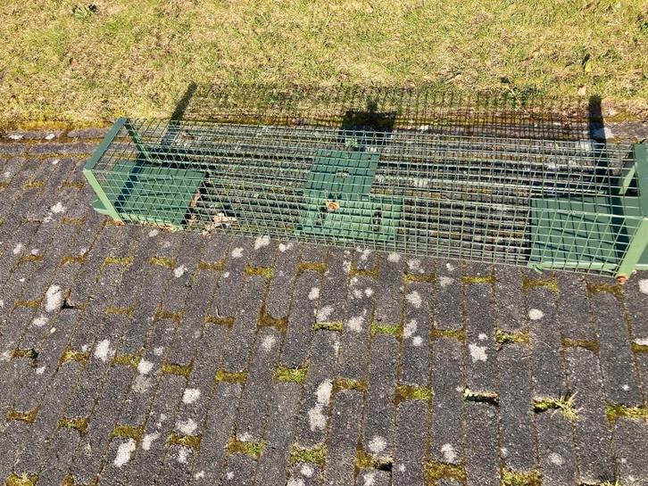 Levende Vangkooi – Geschikt voor Marter / Kat / Konijn, Tuin en Terras, Overige Tuin en Terras, Nieuw, Ophalen of Verzenden