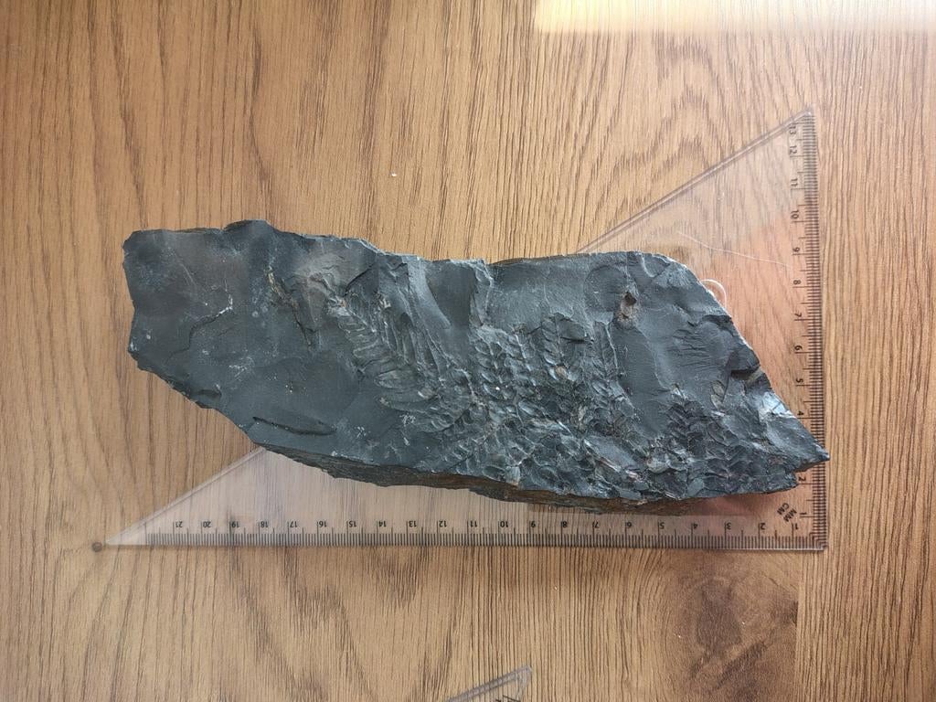 Versteende varen fossiel afdruk in leisteen, Ophalen of Verzenden, Fossiel