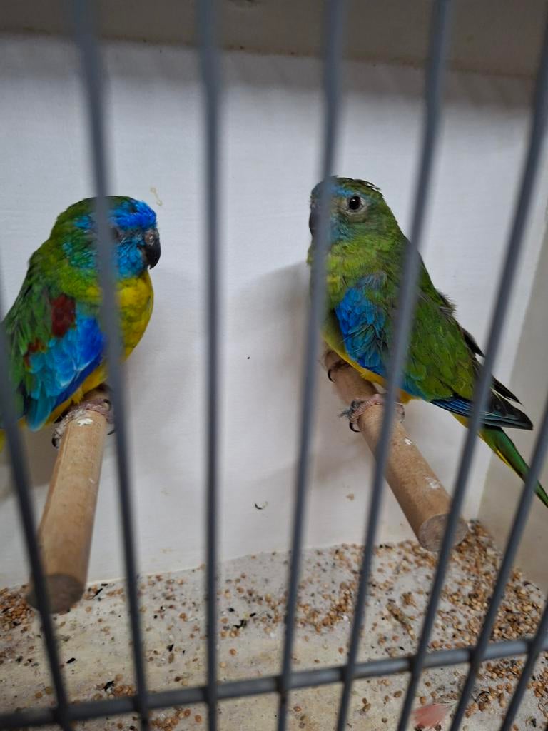 Koppel geelbuik turqusiene, Dieren en Toebehoren, Meerdere dieren, Parkiet