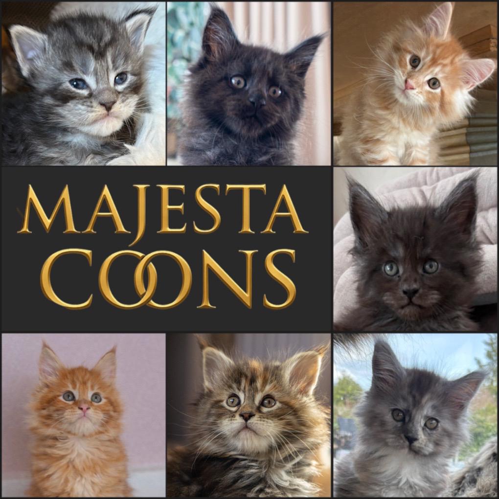 😻🇳🇱Maine Coon Kittens - Gereserveerd 🇳🇱😻, Meerdere dieren, Met stamboom, 0 tot 2 jaar