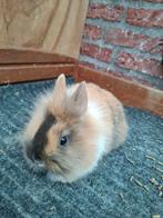 Jonge dwergkonijntjes /kleurdwergen, Dieren en Toebehoren, Konijnen, Meerdere dieren, Dwerg