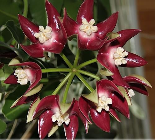 Hoya Imperialis Red stek, Verzenden, Overige soorten, Halfschaduw, Minder dan 100 cm