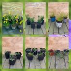 Te koop diverse vaste planten, Ophalen, Overige soorten, Volle zon