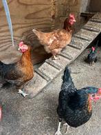 Legkippen 40 weken oud. Leggen elke dag een vers ei per kip, Dieren en Toebehoren, Pluimvee, Vrouwelijk, Kip