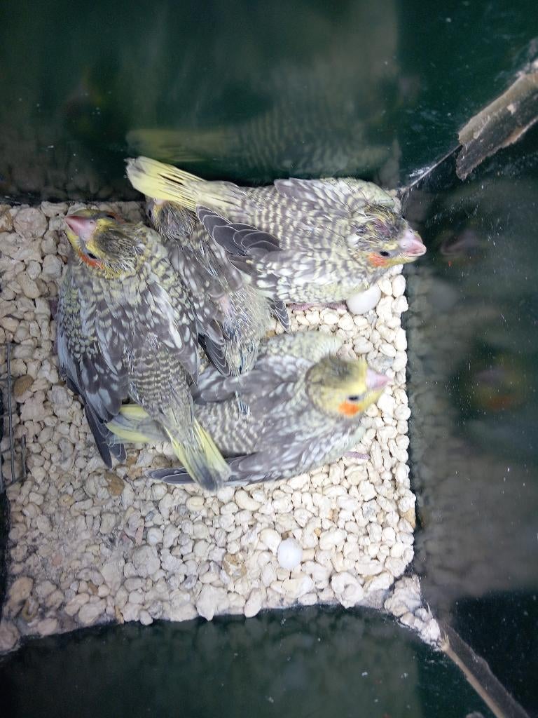 jonge valkparkieten, Dieren en Toebehoren, Vogels | Parkieten en Papegaaien, Meerdere dieren, Parkiet, Tam