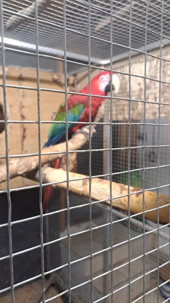 Groenvleugel ara  man, Dieren en Toebehoren, Vogels | Parkieten en Papegaaien, Meerdere dieren, Papegaai