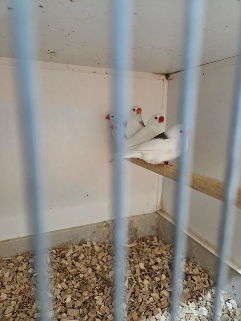 Grote getekende zebravinken, Dieren en Toebehoren, Vogels | Overige Vogels, Meerdere dieren