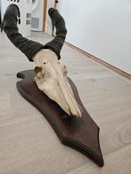 Afrikaanse Gnoe, Verzamelen, Ophalen of Verzenden, Nieuw, Wild dier, Schedel