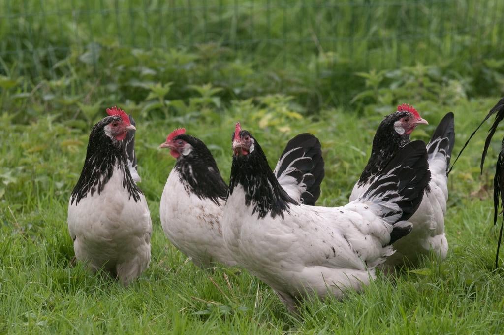 Broedeieren lakenvelders, Dieren en Toebehoren, Pluimvee, Geslacht onbekend, Kip