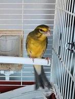 Timbrado x Dikbekcini, Mannelijk, Wildzangvogel, Geringd