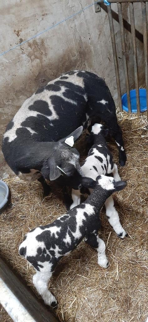 Mooie bonte schapen stellen, Dieren en Toebehoren, Schapen, Geiten en Varkens, Meerdere dieren, Schaap