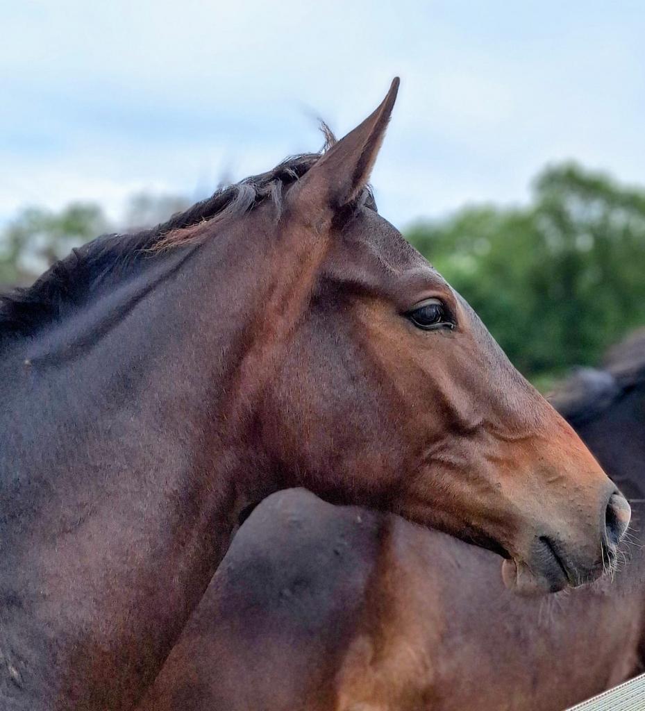 2 jarige merrie livius x rhodium, Merrie, Met stamboom, Dressuurpaard, 0 tot 2 jaar