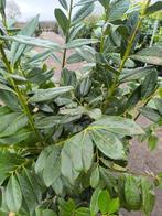 MEGA ACTIE | Prunus novita | Laurier 150-175cm, Ophalen, Laurier, Haag, 100 tot 250 cm