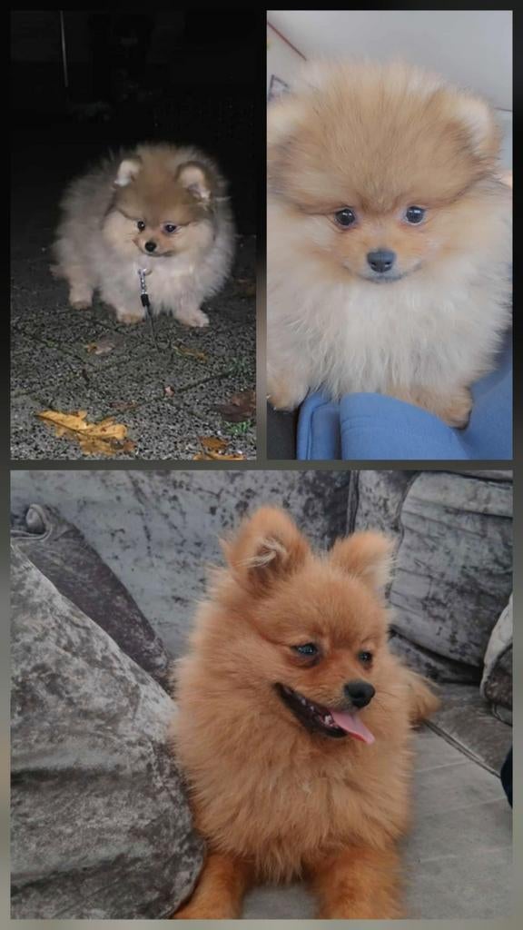 Pomeriaan pup, Dieren en Toebehoren, Particulier, Keeshond, 15 weken tot 1 jaar, Reu