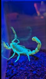 Buthus occitanus, Dieren en Toebehoren, Spin of Schorpioen