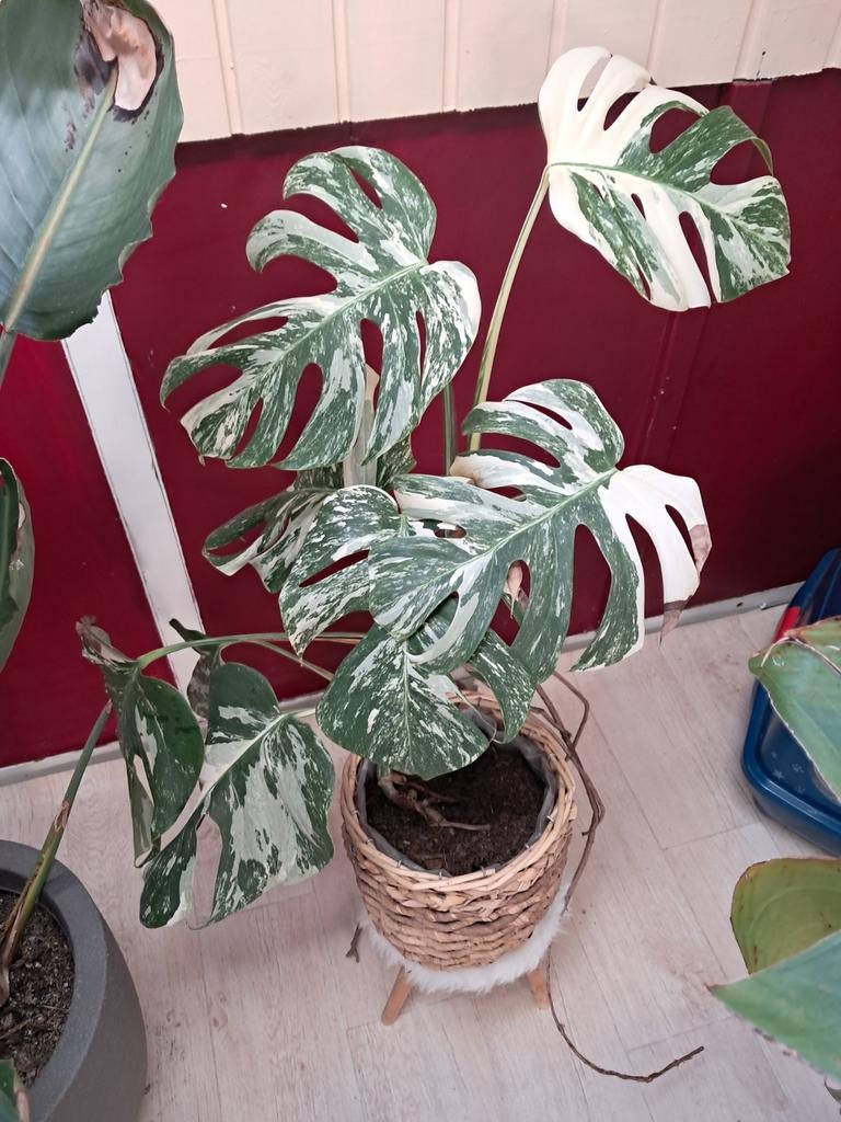 Monstera viegata, Ophalen of Verzenden, Halfschaduw, Minder dan 100 cm