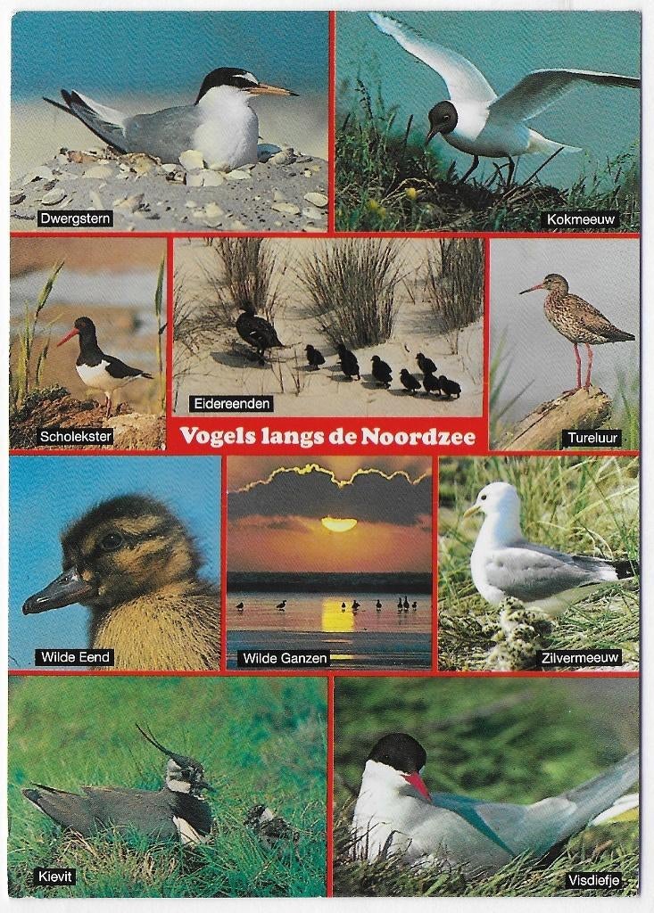 ( B2871 )Vogels langs de Noordzee gelopen ansichtkaart, Verzamelen, Ophalen of Verzenden, 1980 tot heden, Gelopen, Noord-Holland