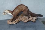 Steenmarter in erg goede staat, Verzamelen, Dierenverzamelingen, Ophalen, Zo goed als nieuw, Wild dier, Opgezet dier