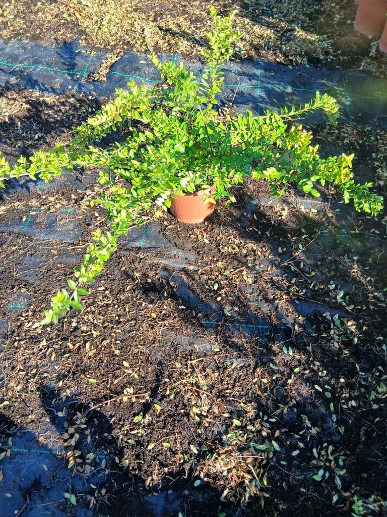 Mooie lonicera p14, Volle zon, Ophalen, Overige soorten, Bloeit niet