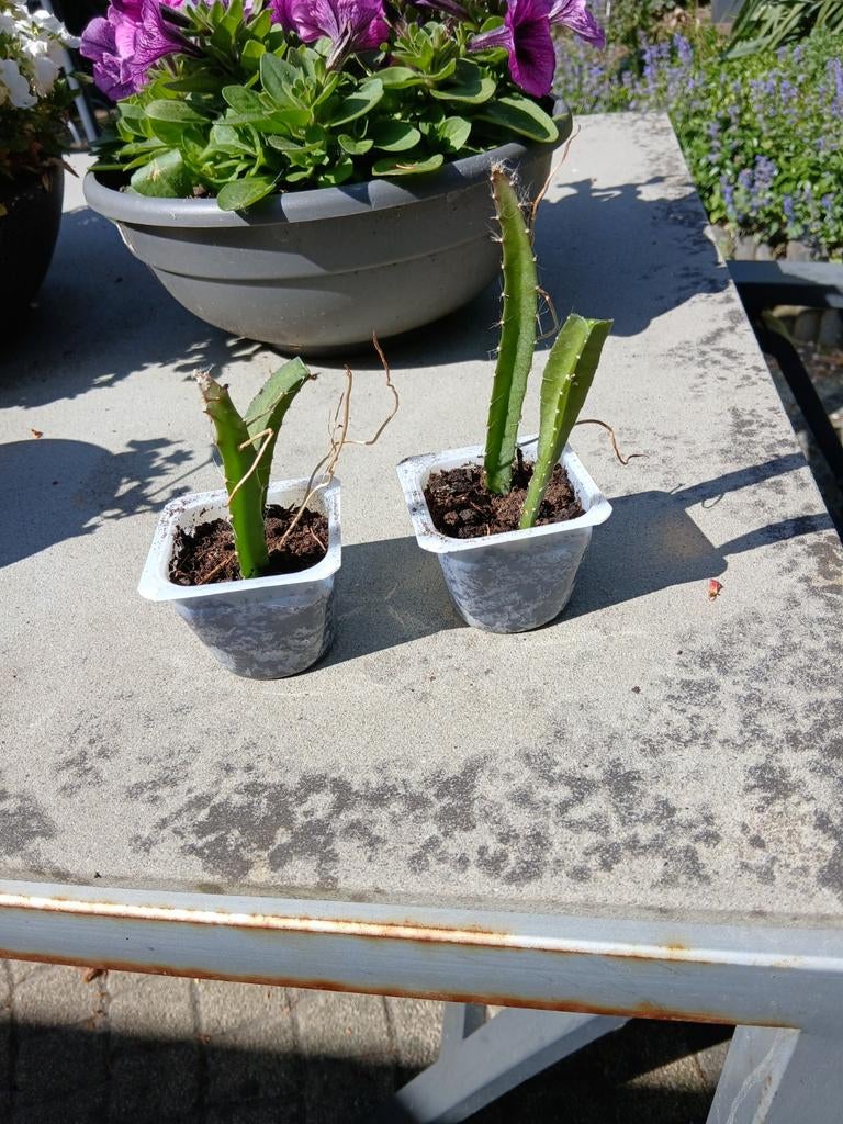 Dragen fruit stekjes, Ophalen of Verzenden, Halfschaduw, Minder dan 100 cm