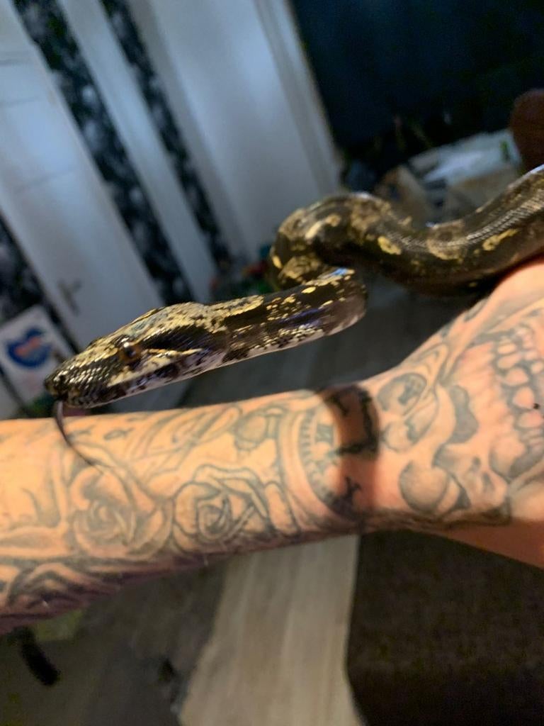 Boa constrictor imperator img het vpi  vrouwtje Boa Constrictor - female for sale from wz