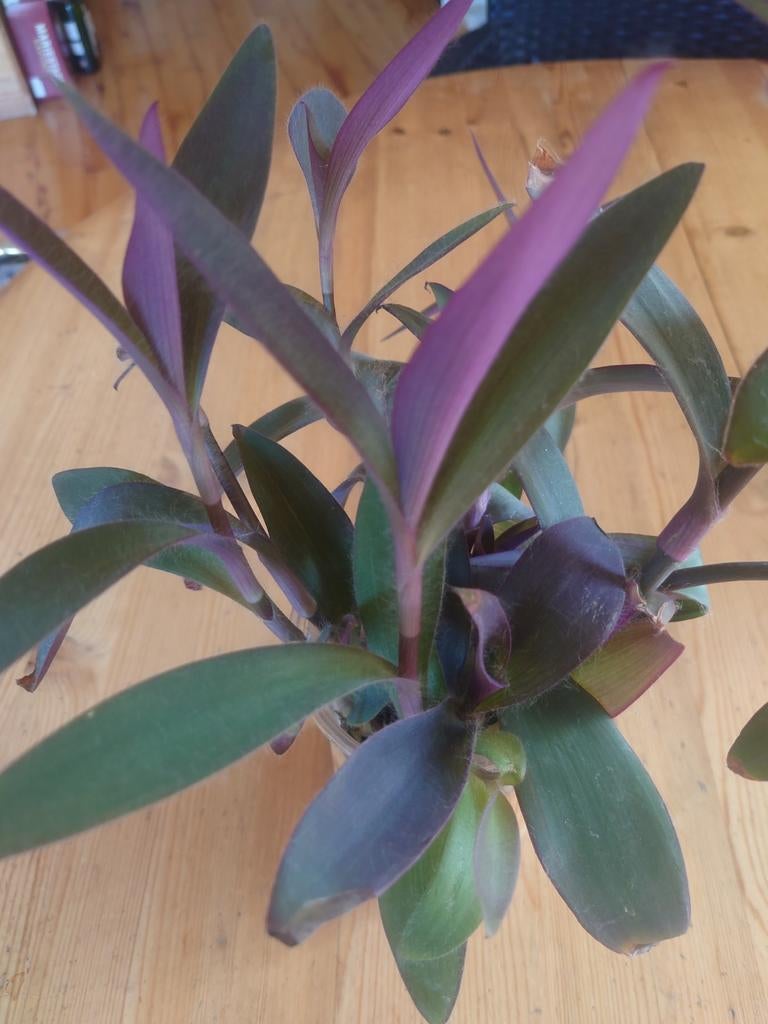 Tradescantia pallida stekken - geworteld op water, Huis en Inrichting, Ophalen of Verzenden, Halfschaduw, Minder dan 100 cm