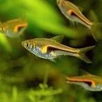 Hobbyaquarium Rasbora Hengeli / Kegelvlek, Vis, Zoetwatervis, Schoolvis