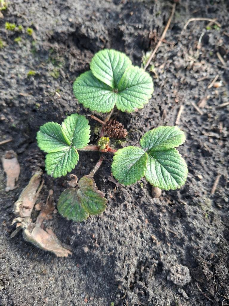 Aardbeiplant - Fruitplant voor uw tuin, Tuin en Terras, Ophalen, Volle zon