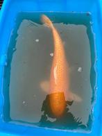 Koi karpers, Karper of Koi