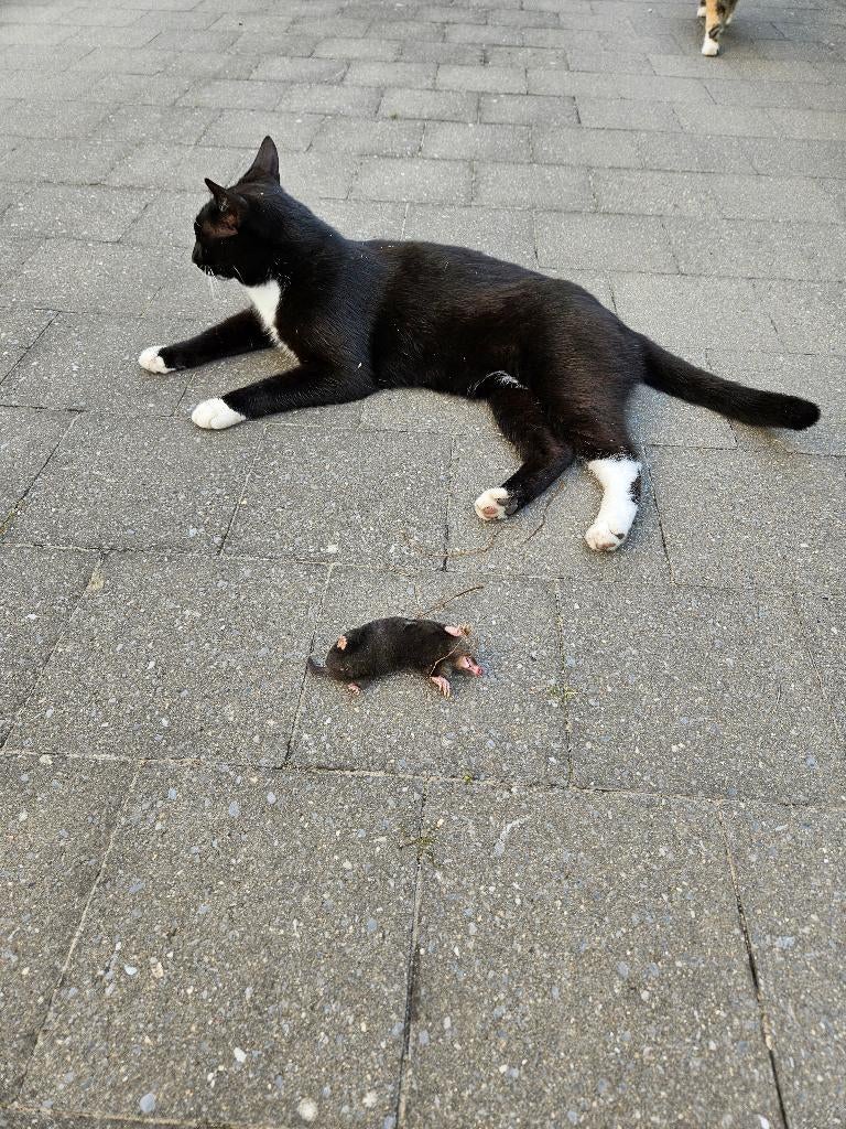 Nieuwe thuis voor gecastreerde kater 3 jaar, Kater, Kortharig, 3 tot 5 jaar