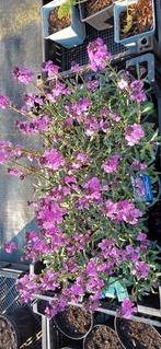 Kwekerij weer open nabij hoogeveen, Ophalen, Overige soorten, Halfschaduw