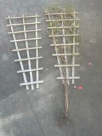 2 klimplantrekken hardhout met plant, Tuin en Terras, Planten | Tuinplanten, Ophalen of Verzenden, Overige soorten, Halfschaduw