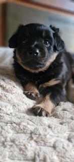 Leuke mix middelmaat puppy's  per 10 april beschikbaar, Dieren en Toebehoren, Honden | Niet-rashonden, Parvo, 8 tot 15 weken, Meerdere